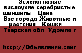 Зеленоглазые вислоухие серебристые шиншилы › Цена ­ 20 000 - Все города Животные и растения » Кошки   . Тверская обл.,Удомля г.